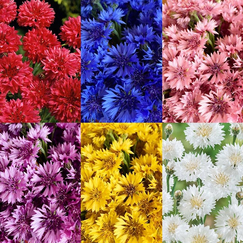 Generic 520+ cornflower seeds packaging for versatile heirloom planting.