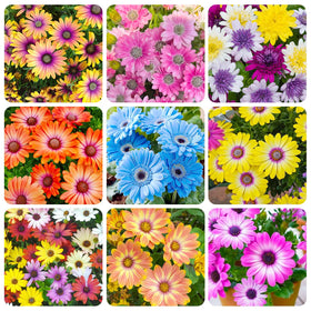Generic 550+ Perennial Mix African Daisy seeds seed pack for planting inspiration