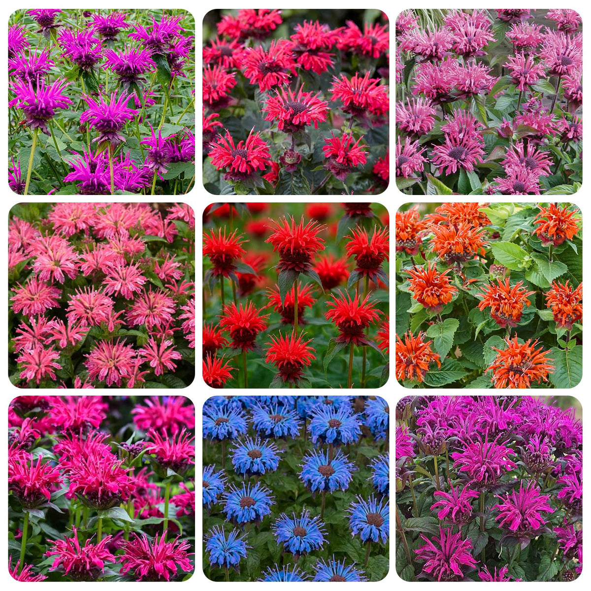 Generic Bee Balm seeds pack ready for pollinator-friendly borders.