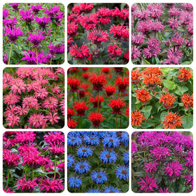 Generic Bee Balm seeds pack ready for pollinator-friendly borders.