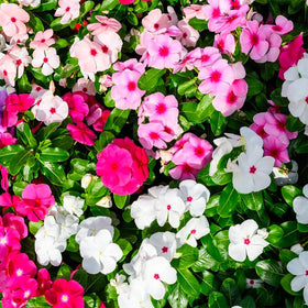 Generic 999+ Mix Vinca seeds to edge walkways with bright color.