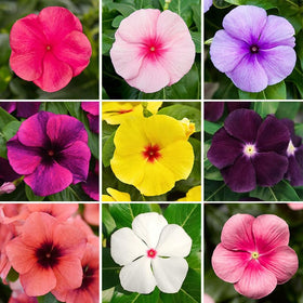 Generic 999+ Mix Vinca seeds in a packet for easy sowing and borders.