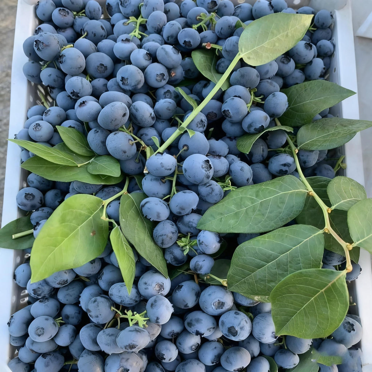 Generic blueberry plants thrive in acidic soil for best flavor and growth