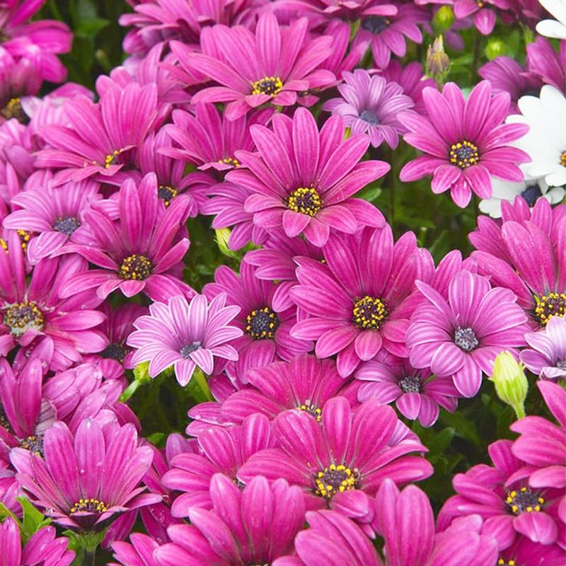 Generic African Daisy bloom close-up showing vibrant petals and garden appeal