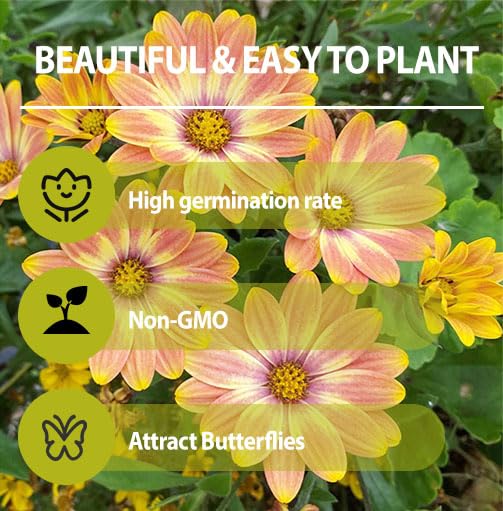 Generic African Daisy bouquet-ready bloom for fresh-cut arrangements