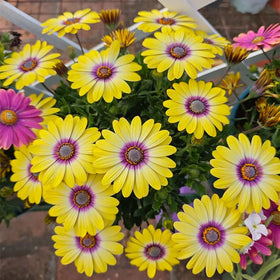 Generic African Daisy seeds garden edge planting for color accents