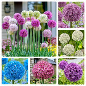 Generic Allium Giganteum Seeds: dramatic flower heads for bold garden focal points.