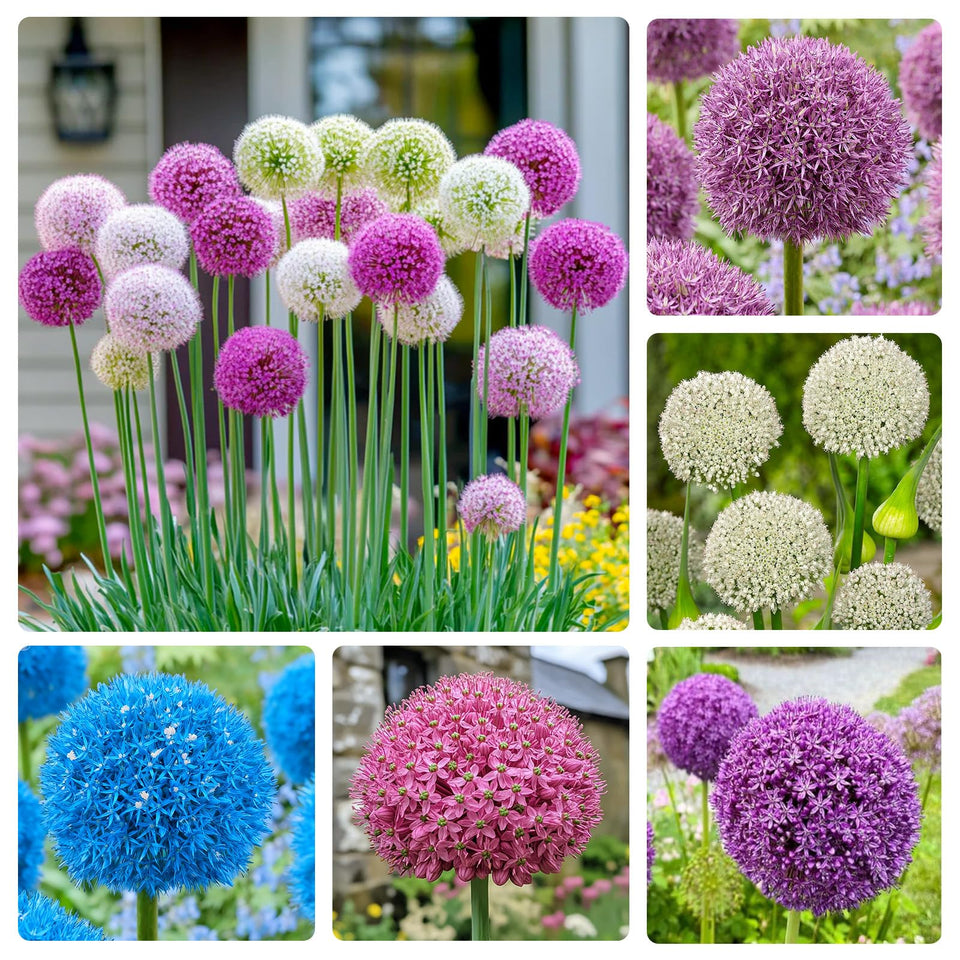 Generic Allium Giganteum Seeds: dramatic flower heads for bold garden focal points.