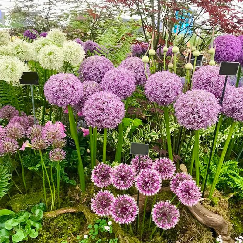 Generic Allium Giganteum Seeds: attract pollinators to enrich garden biodiversity.