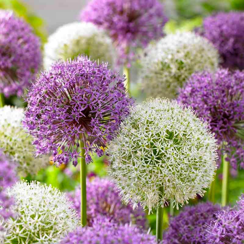 Generic Allium Giganteum Seeds: guided sowing for healthy germination in sun.