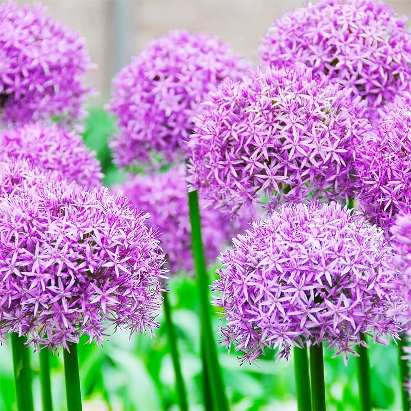Generic Allium Giganteum Seeds: tall stems for elegant vertical garden accents.