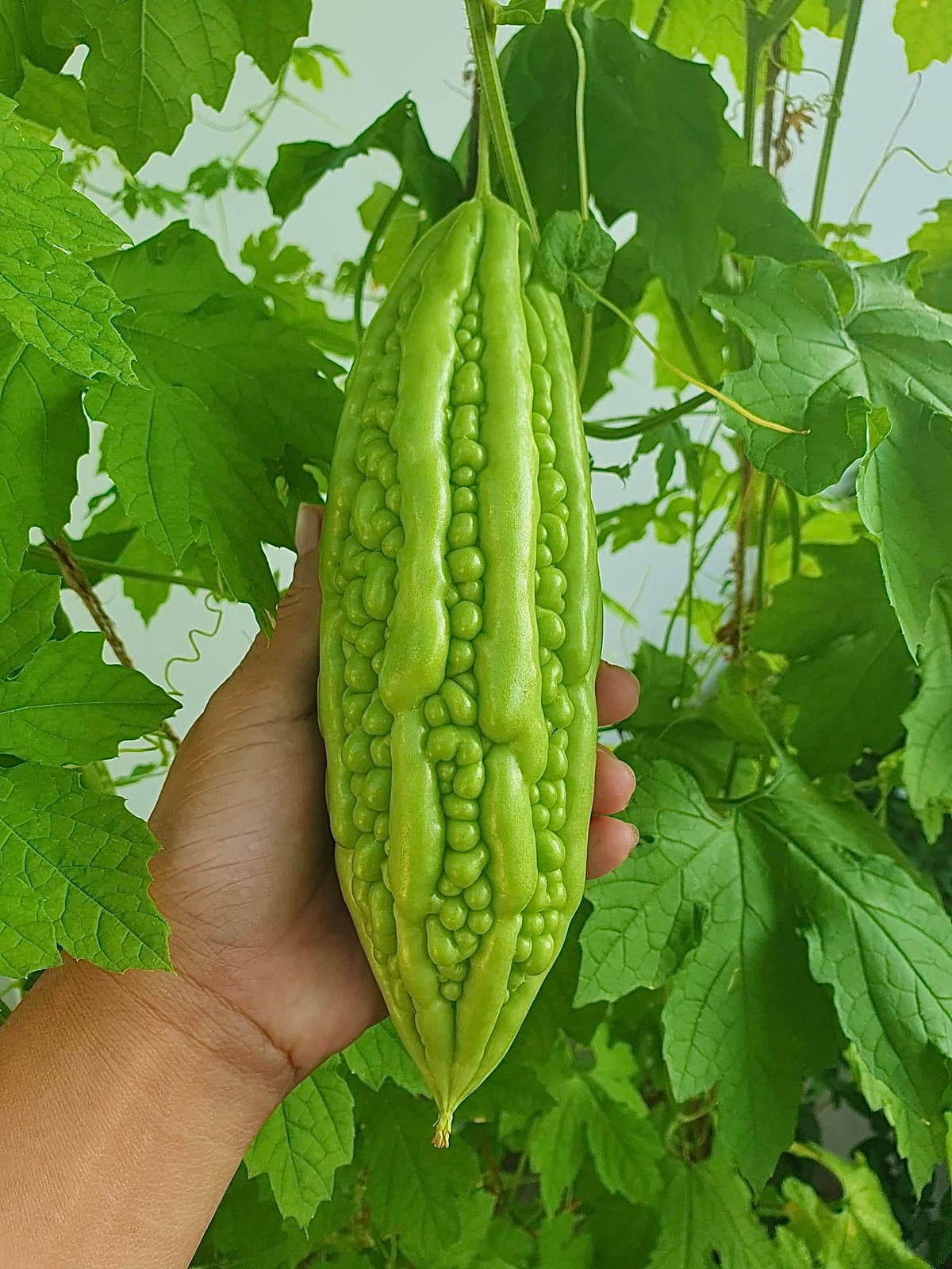 Generic Amplaya vine on trellis demonstrates space-saving outdoor cultivation.