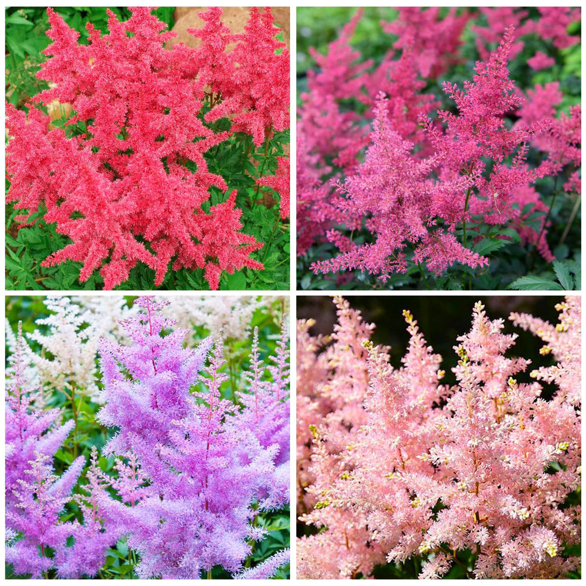Generic Astilbe Arendsii Bunter seeds showcasing pink, red, purple, white blooms