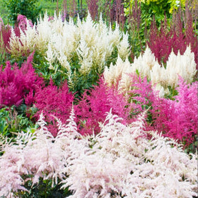 Generic Astilbe Arendsii Bunter seeds for container plantings on a patio