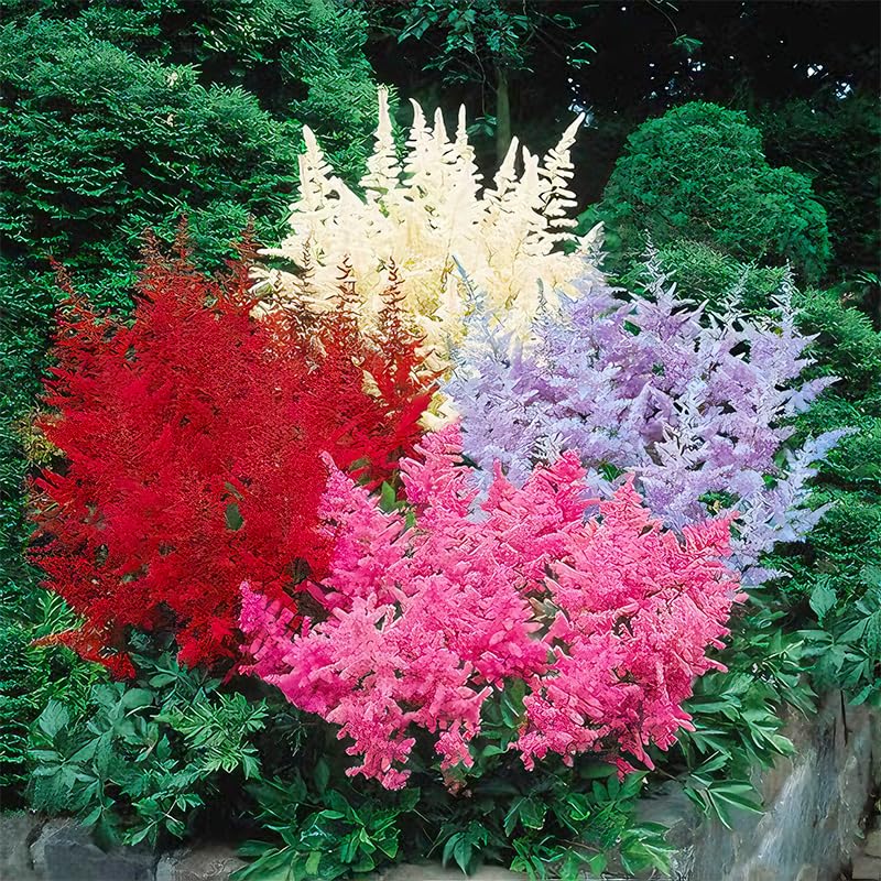 Generic Astilbe Arendsii Bunter seeds for dramatic cut flower arrangements
