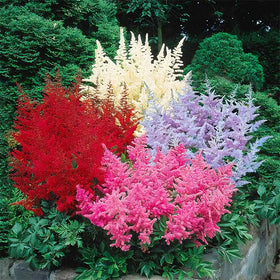 Generic Astilbe Arendsii Bunter seeds for dramatic cut flower arrangements