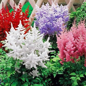 Generic Astilbe Arendsii Bunter seeds with feathery plumes for vivid border color