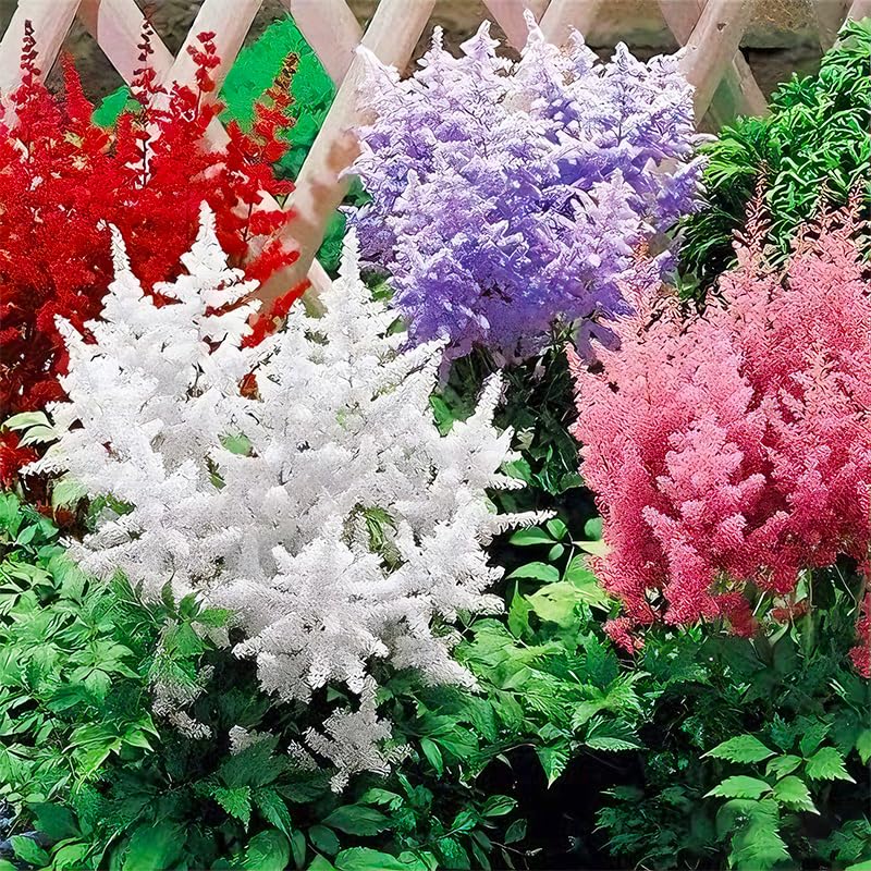Generic Astilbe Arendsii Bunter seeds with feathery plumes for vivid border color
