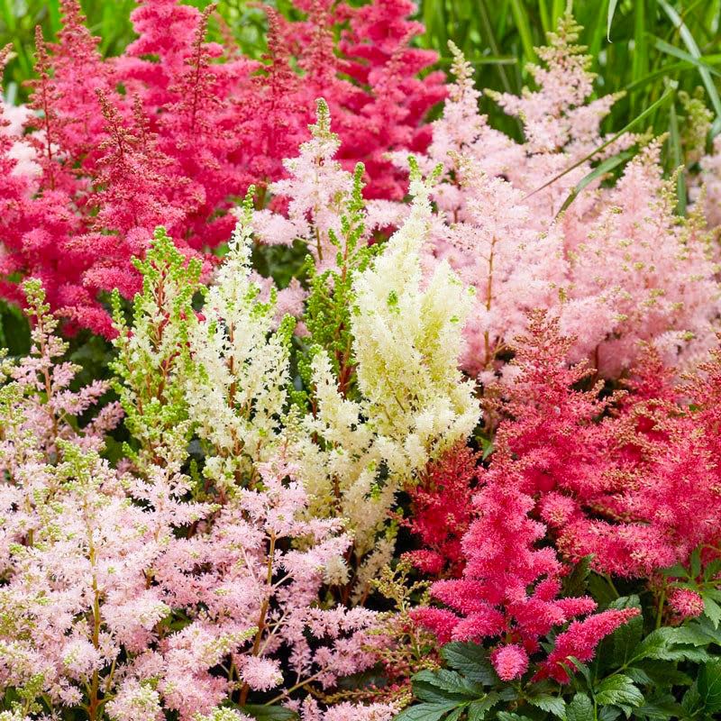 Generic Astilbe Arendsii Bunter seeds ideal for shaded garden use