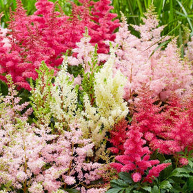 Generic Astilbe Arendsii Bunter seeds ideal for shaded garden use