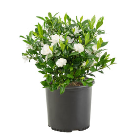 Generic August Beauty Gardenia bloom with fragrant white flowers for landscape charm.