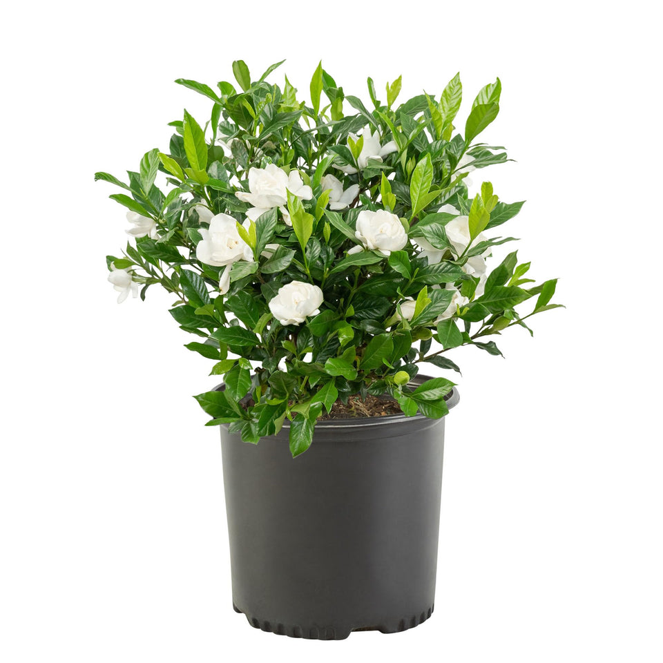 Generic August Beauty Gardenia bloom with fragrant white flowers for landscape charm.