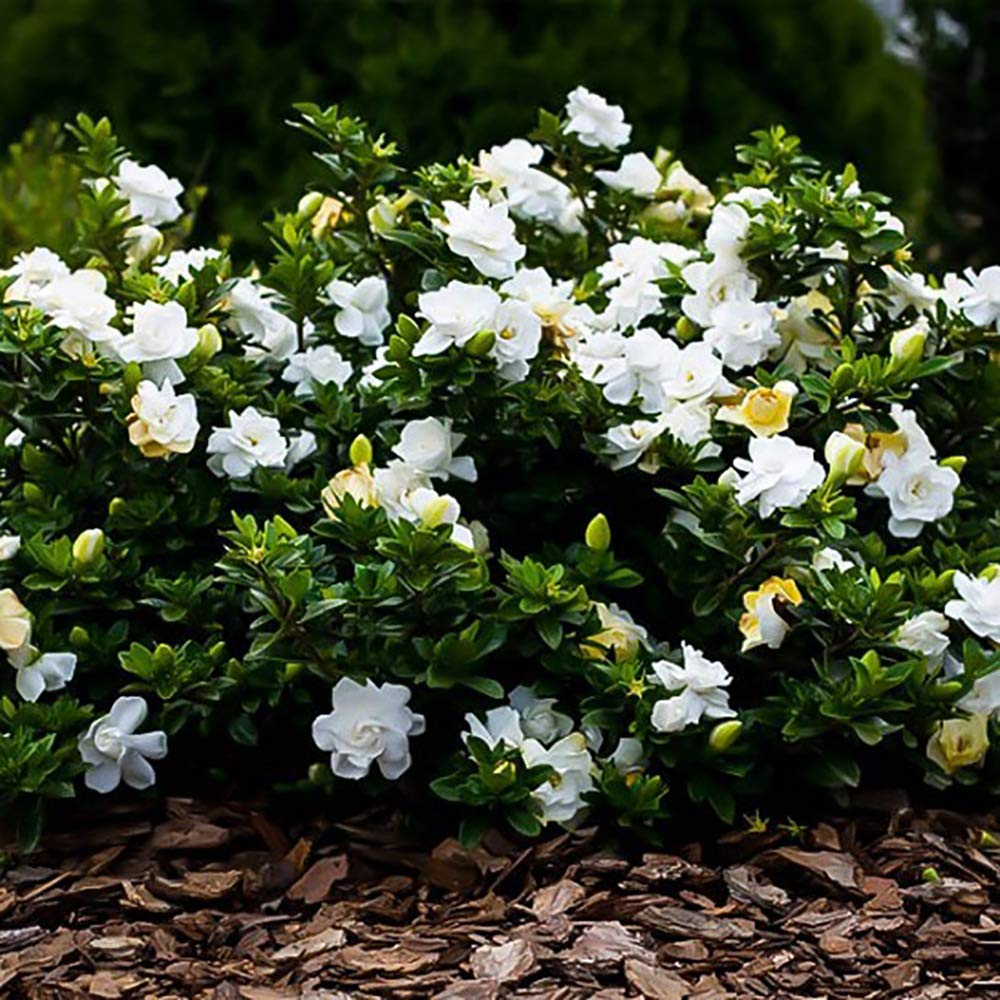Fragrant white flowers of Generic August Beauty Gardenia in full display.