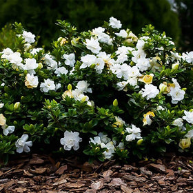 Fragrant white flowers of Generic August Beauty Gardenia in full display.