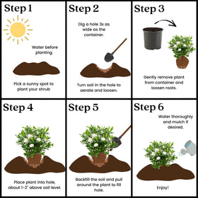 Mature size ranges to help plan landscape spacing.