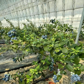 Generic backyard border blueberry bed adds color and fruit potential