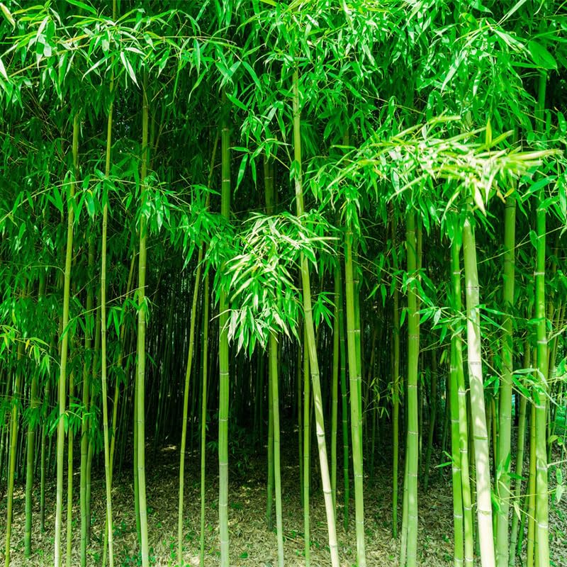 Generic Bamboo Seeds exotic plants create a dense privacy screen for outdoor spaces.