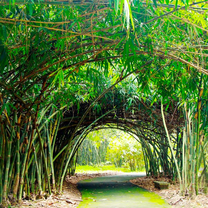 Generic Bamboo Seeds garden ornament brings shade and visual interest to landscapes.