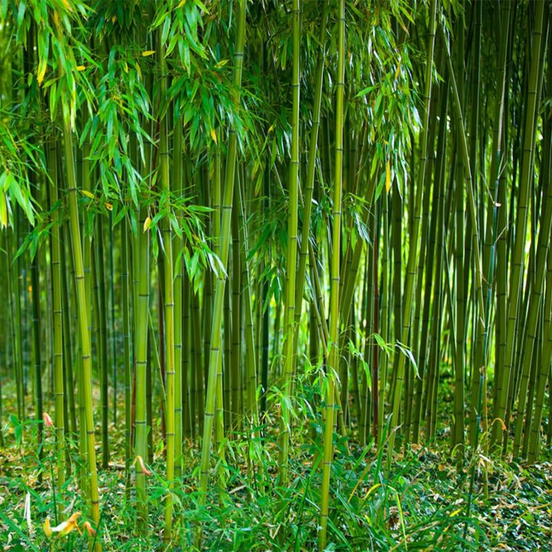 Generic Bamboo Seeds indoor outdoor use versatile for patios and courtyards.