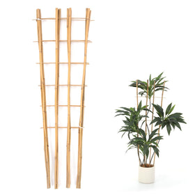Generic Bamboo Trellis in pot supports climbing vines for neat vertical growth.