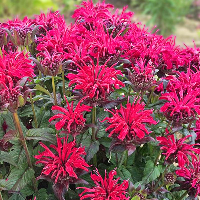 Generic Bee Balm bloom close-up with vibrant flowers attracting pollinators.