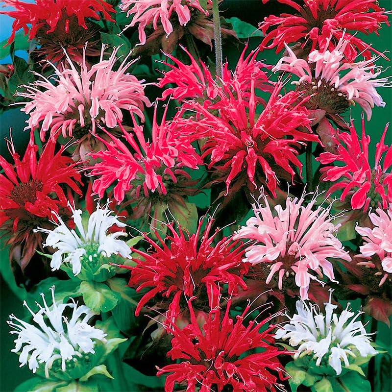 Generic Bee Balm seeds germinating in moist soil for sprouting.
