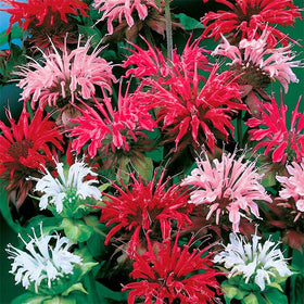 Generic Bee Balm seeds germinating in moist soil for sprouting.