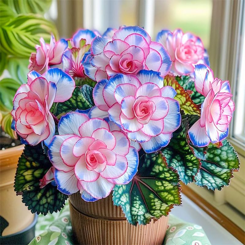 Generic Begonia Seed Mix showcased in balcony containers for colorful outdoor décor.