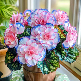 Generic Begonia Seed Mix showcased in balcony containers for colorful outdoor décor.