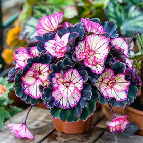 Generic Begonia Seed Mix ideal for home gardens and community beautification.