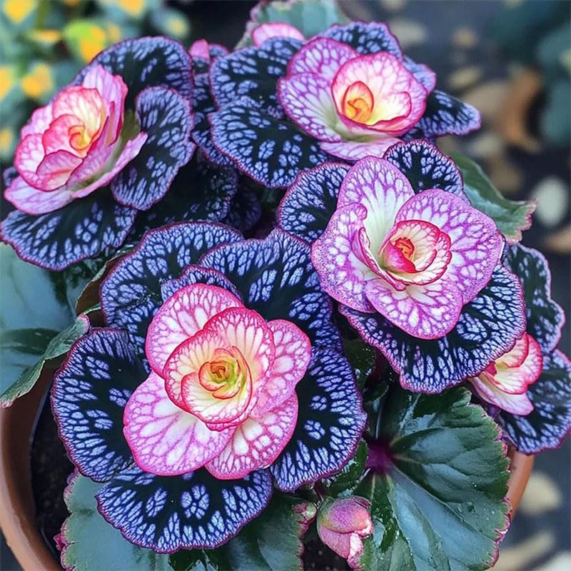 Generic Begonia Seed Mix grown in partial shade promotes steady blooms.