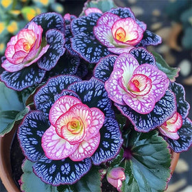 Generic Begonia Seed Mix grown in partial shade promotes steady blooms.
