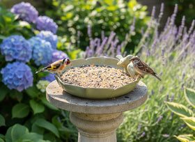 Generic bird bath with succulent planting option as outdoor accent