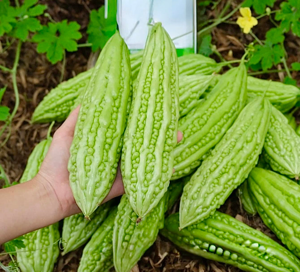 Generic Bitter Melon Seeds Pack ready for home planting and fresh harvests.