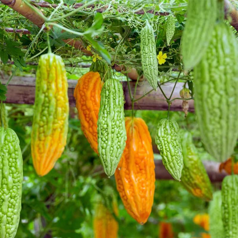 Generic bitter melon seeds packaging closeup highlighting seed quality