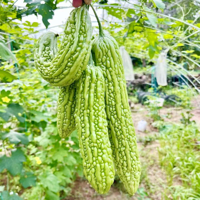 Generic bitter melon seeds ripe fruit harvest ready for cooking