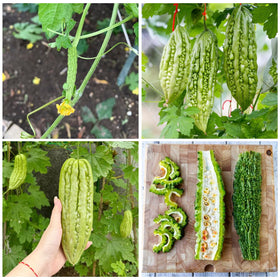Generic bitter melon seeds in soil during planting for robust germination