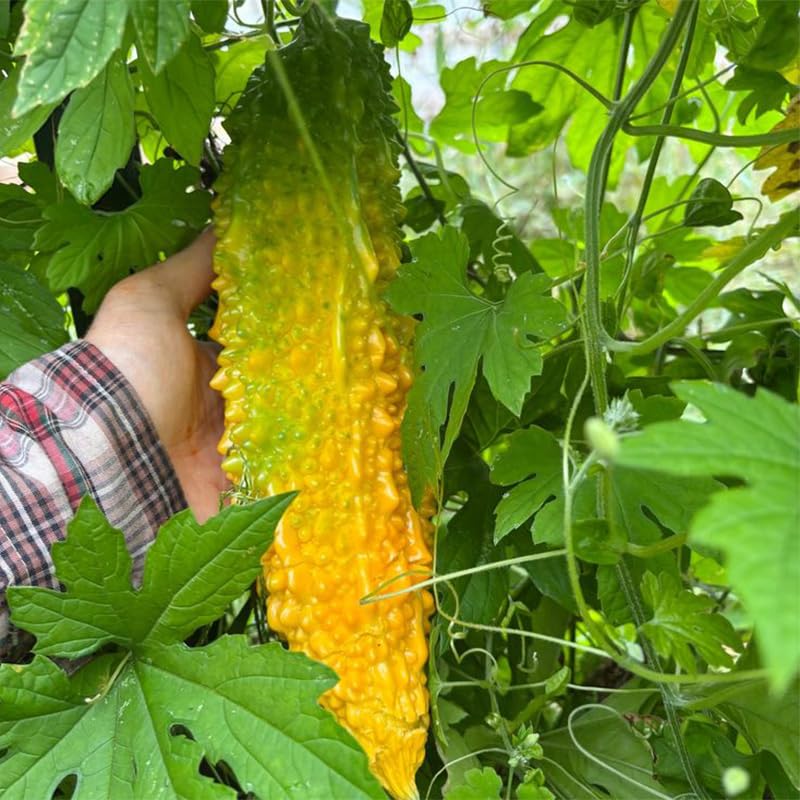 Generic bitter melon seeds on trellis growing vigorous vines