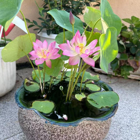 Generic blooming lotus seeds water-lilies create vibrant aquatic focal points