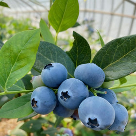 Generic blueberry blossoms in spring invite pollinators for a lush harvest